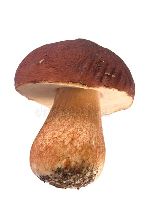 Islolated Boletus edulis. Isolated Boletus edulis Mushroom with a large cap , #Ad, #edulis, #Boletus, #Islolated, #Isolated, #cap #ad Practice Sketching, Plant Reference, Mushroom Stock, Jean Jean, Amanita Muscaria, Large Mushroom, Flash Tattoos, Fruit And Veg, Food For Thought