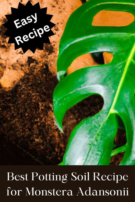 Best Potting Soil Mix for Monstera Adansonii infographic. Monstera Soil Recipe, Potting Mix For Monstera, Monstera Plant Soil, Monstera Adansonii Care, Potting Mix Recipe, Trimming Monstera Plant, Monstera Albo Care, Soil Mix For Monstera Deliciosa, Soil Recipe