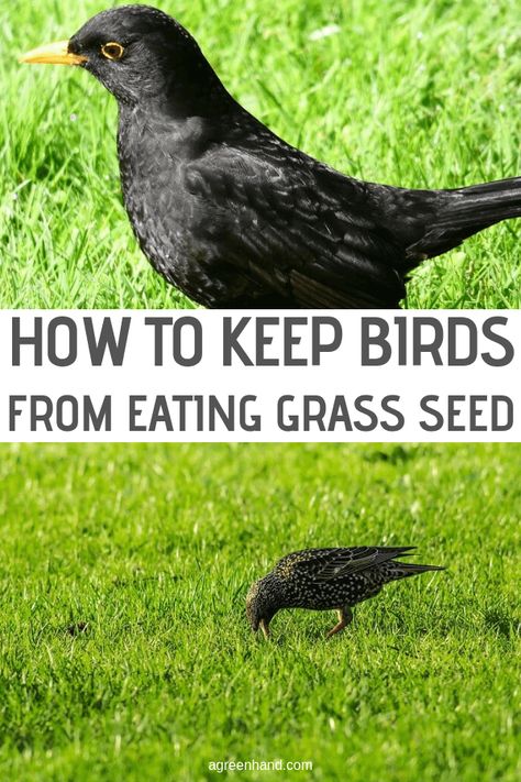 How To Keep Birds From Eating Grass Seed #agreenhand #grassseeds #seeds Planting Ginger Root, Planting Ginger, Mowing Grass, Planting Grass Seed, Lawn Edging Ideas, Best Grass Seed, Lawn Renovation, Grass Landscaping, Grass Types