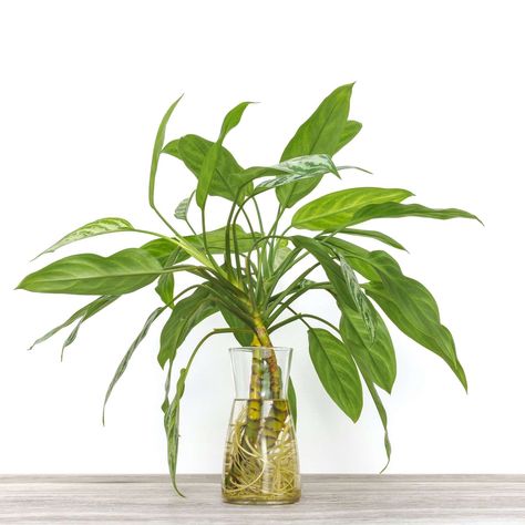 9 Plants You Can Grow in Water—No Soil Necessary Propagate In Water, Pothos In Water, Water Plants Indoor, Plants Grown In Water, Chinese Evergreen Plant, Lucky Bamboo Plants, Container Gardening Flowers, Indoor Trees, Hydroponic Plants