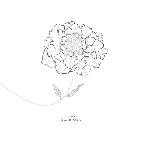 Flowers ⚘ Scabiosa ⚘ Scabiosa ⚘ Scabiosa Flower Tattoo, Scabiosa Flower Drawing, Scabiosa Flower, Flower Tattoos, Flower Drawing, Line Drawing, Design Inspo, Flower Tattoo, Perennials