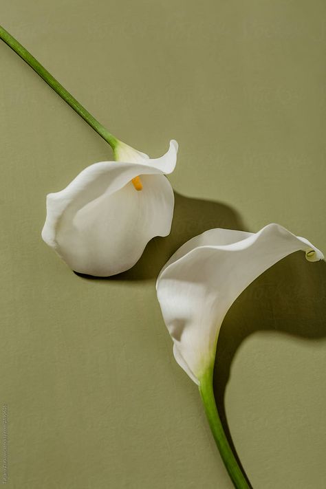 Calla Lily Colors, Lily Wallpaper, Calla Lily Flowers, Mood Colors, Flower Therapy, Fashion Wallpaper, Flower Logo, Minimalist Painting, Stock Photography Free