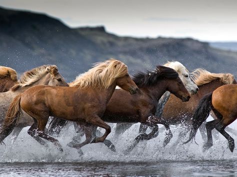 A herd of Icelandic horses crosses Lake Hóp in northern Iceland Icelandic Horses, Horses Running, Gorgeous Horses, Icelandic Horse, Horse Pics, Wild Mustangs, Horses Equestrian, Majestic Horse, All The Pretty Horses