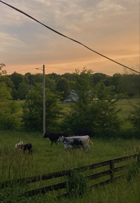 Summer Field Aesthetic, Tennessee Summer Aesthetic, Georgia Summer Aesthetic, Midwestern Aesthetic, Suburban Summer Aesthetic, Ohio Summer Aesthetic, Texas Summer Aesthetic, Midwestern Summer Aesthetic, Feeling Free Aesthetic