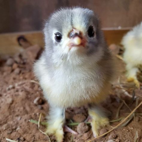 Mixed Flock Coop Ideas, Small Flock Chicken Coop, Cochin Chickens, Blue Laced Gold Wyandotte Chicken, Cuckoo Maran Chickens Eggs, Splash Australorp Chickens, Making A Budget, Pet Chickens, Chicken Coop