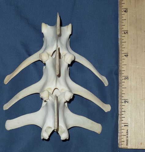 White tail deer vertebrae  Love the lines! Deer Vertebrae, White Tailed Deer, White Tail Deer, White Tail, Whitetail Deer, Nature Journal, In The Wild, Taxidermy, The Wild