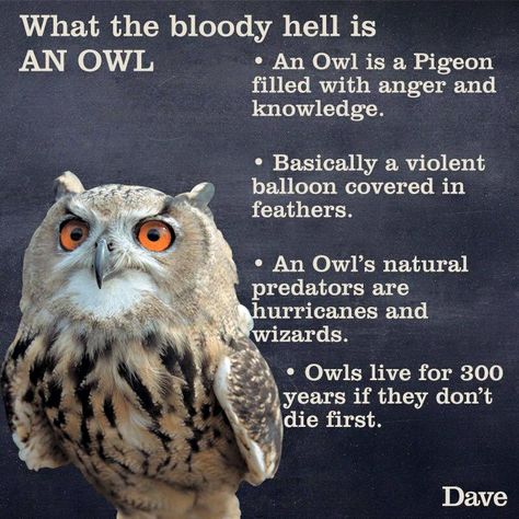 True facts about owls (by Dave, so they must be accurate.) Weird Animal Facts, Animal Facts Interesting, Owl Facts, Fun Facts About Animals, Funny Owls, Animal Guides, Interesting Animals, Animal Facts, Funny Animal Memes