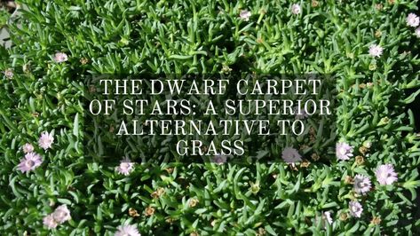 The Dwarf Carpet of Stars: A Superior Alternative To Grass - Gardening Limited! Witchy Mansion, Star Carpet, Coffee Plant, Drought Resistant, Grasses Garden, Soil Layers, Landscape Designs, Sandy Soil, Ground Cover Plants