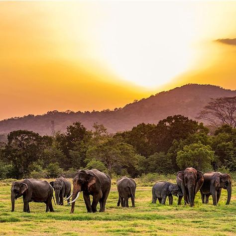 Sri Lankan Elephant Photography Sri Lankan Elephant, Elephant Photography, Asian Elephant, Beautiful Places To Travel, Wildlife Photography, Sri Lanka, Places To Travel, National Park, Beautiful Places