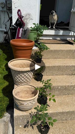 1.1M views · 33K reactions | Container gardening is a great option for those with limited growing space! I also find it to be significantly less work! If you would like to see more on container gardening, please check out the other videos that I posted this week.😁💚🌱#OptimisticKitchen #happyeating #Garden #ReduceFoodWaste #zerowaste #uppotting #containergarden #containervegetablegarden #tomatoplants | Optimistic Kitchen | Optimistic Kitchen · Original audio Plants Hacks, Planting Veggies, Tomato Gardening, Planting Tomatoes, Epic Gardening, Patio Container Gardening, Tomato Plant, Growing Gardens, Plant Hacks