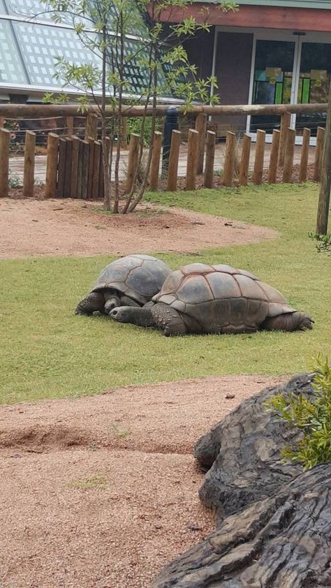 Aldabra tortoises in their new home at Scaly Slimy Spectacular. #ZAFanFriday photo from Facebook fan Ashley T. Aldabra Tortoises, Wild Animal Sanctuary, Tortoise Enclosure, Zoo Architecture, Wildlife Biologist, Zoo Keeper, Africa Animals, Animal Sanctuary, Pretty Animals