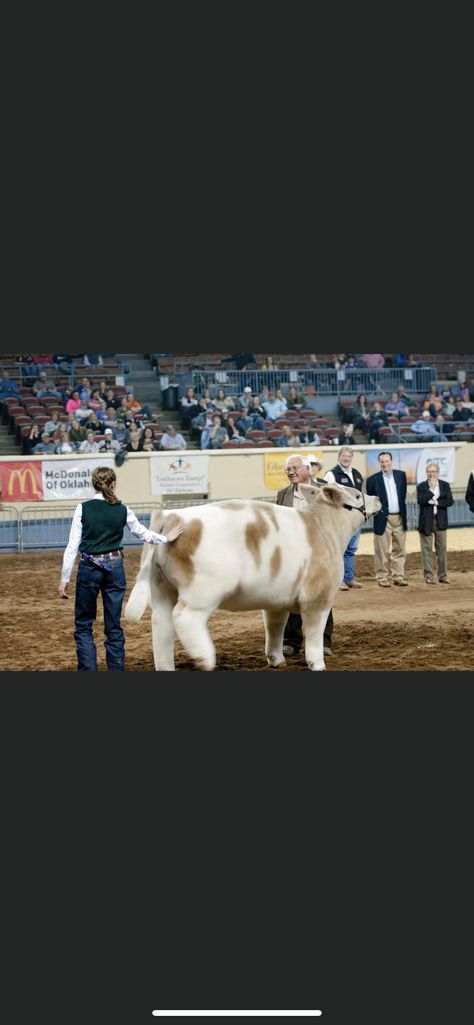 Steer Showing, Showing Steers, Cows Cartoon, Cow Showing, Club Calf, Cattle Showing, Livestock Quotes, Livestock Showing, Show Steers