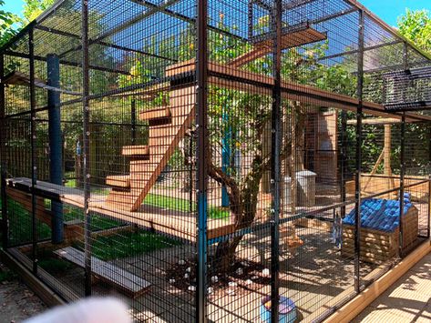 Outdoor Cat Tree, Outside Cat Enclosure, Animal Shelter Design, Diy Cat Enclosure, Outdoor Pet Enclosure, Cat Home Decor, Cat Fence, Cat Patio, Cat Hotel