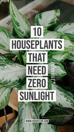 These houseplants are perfect for cultivating an indoor garden in spaces where there’s little to no natural light!   #plant #plants #garden #gardens #indoorgarden #indoorplants #houseplants #houseplant #indoor #green #greenery #sunlight #winter #urbangarden #tips #interior #interiordecor #interiordecoration #inspo #design    https://bit.ly/34nwg6h Low Light House Plants, Houseplants Low Light, نباتات منزلية, Household Plants, Decor Western, Inside Plants, Growing Plants Indoors, Best Indoor Plants, Low Light Plants