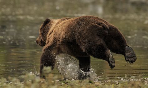 Bear Running, Kodiak Brown Bear, Kodiak Bear, Grizzly Bear, Archipelago, Brown Bear, Art Reference, Bears, Animals