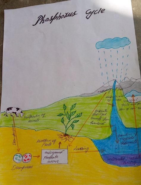 Biological cycle important to life Phosphorus Cycle, Cycle Drawing, Chemistry, Cycling, Drawings, Quick Saves, Art