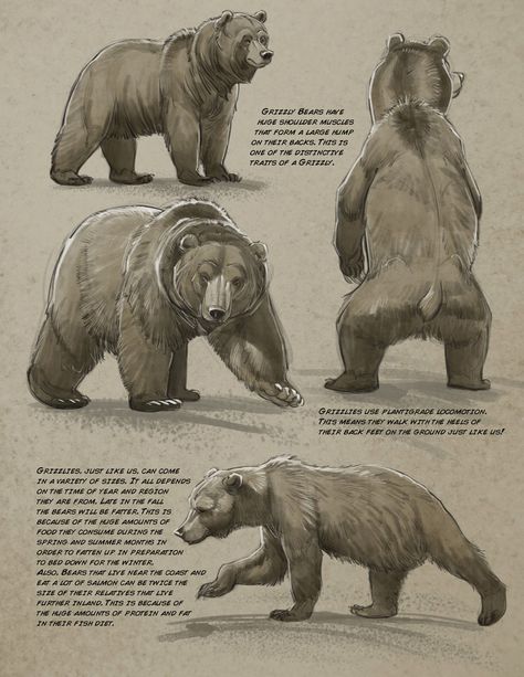 Bear Anatomy Drawing, Bear Poses, Bear Anatomy, Bear Character Design, Polar Bear Drawing, Aaron Blaise, Bear Sketch, Animal Studies, Bear Paintings