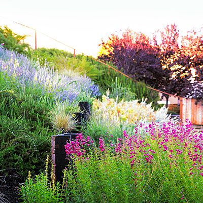 How to create a backyard meadow Landscaping A Slope, Garden Escape, Water Wise Plants, Landscaping On A Hill, Sloped Yard, Hillside Garden, Sloped Backyard, Hillside Landscaping, Sloped Garden