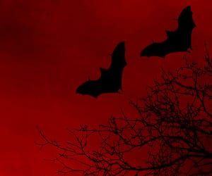 Bat Aesthetic, Red Aesthetic Grunge, Arte Peculiar, I See Red, Vampire Aesthetic, Red Walls, Goth Aesthetic, Aesthetic Colors, Red Wallpaper