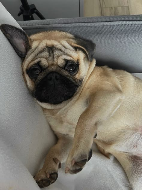 #pug #puglove #pugpuppy #lovedog #aesthetic #cutedog #cute #darling Cute Pug Aesthetic, Nyc Vision Board, Los Angeles Living, Sophie Michelle, Enjoying The Little Things, Dog Farm, Mom Photo, Baby Milo, Baby Pugs