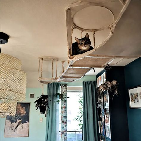 25 Cat Room Ideas to Pamper Your Pet Ultimate Cat Room, Cat Playroom Indoor, Apartment Pet Ideas, Cat Wall Shelves Aesthetic, Cat Room Ideas Small Spaces Apartment, Cat Sanctuary Ideas Indoor, Apartment Cat Ideas Small Spaces, Animal Room Ideas Pets, Cat Space Ideas