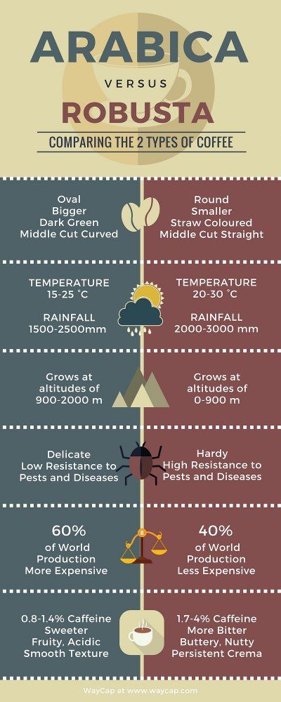 Arabica vs Robusta Coffee: What’s the Difference? Coffee Education, History Of Coffee, Coffee Knowledge, Space Coffee, Coffee Infographic, Coffee Brewing Methods, Robusta Coffee, Coffee History, Coffee Guide