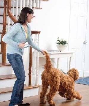 how to tame a leash puller How To Stop Dog Pulling On Leash, How To Teach Dog Not To Pull On Leash, Training A Puppy To Walk On A Leash, Train A Dog To Walk On A Leash, How To Teach Your Dog To Walk On A Leash, Break Bad Habits, Behavior Problems, Best Careers, Ins And Outs