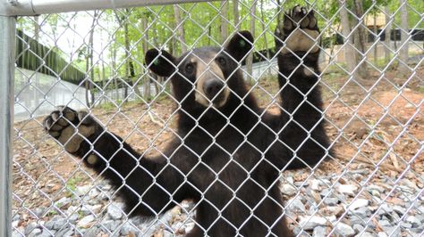 Remember that it's illegal and dangerous to keep wild animals as pets. "The Wildlife Center of Virginia finds permanent home for stolen bear." #blackbear Wild Animals As Pets, Black Bears, Wild Animals, Black Bear, Animals Wild, Bears, Virginia, Animals, Black