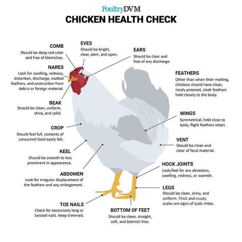 The Dark Side Of Keeping Chickens – Bitchin' Chickens Chicken Facts, Chicken Tips, Raising Farm Animals, Egg Laying Chickens, Backyard Chicken Coop, Backyard Chicken Coop Plans, Diy Chicken Coop Plans, Chicken Care, Chicken Mom