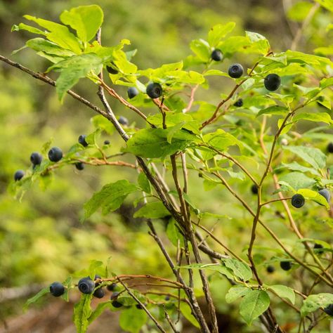 Huckleberry Bush, Huckleberry Plant, Coastal Plain, Small Shrubs, Western Canada, How To Attract Birds, Native Garden, Tattoo Sleeve, Growing Tree