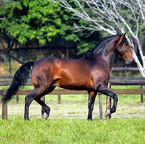 Sooty bay Lusitano gelding, Quinio Interagro. Really nice conformation and conditioning. Bay Stallion, Lusitano Horse, Horse Coat Colors, Free Horses, Bay Horse, Horse Wallpaper, Andalusian Horse, M 16, Good Bones