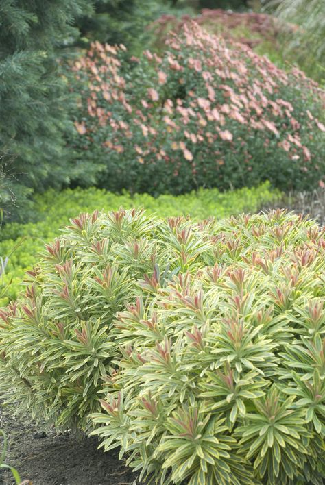 Euphorbia Ascot Rainbow Gardens, Euphorbia Ascot Rainbow, Mcm Landscaping, Bungalow Landscape, Bungalow Landscaping, Hot Garden, Italy Garden, Euphorbia Polychroma, Special Plants