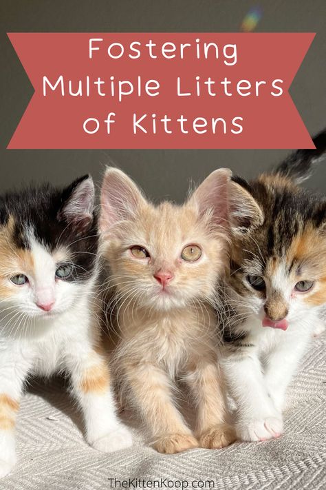 New and experienced kitten fosters alike often feel pressured to take on more than one group of foster kittens at a time. It's important that you’re prepared for the challenge it brings. You need to (1) check in with yourself to make sure you can handle fostering more kittens, (2) be prepared to quarantine the groups of kittens from each other for at least two weeks, and (3) make a plan to balance your time between each group of kittens. Group Of Kittens, Kitten Hacks, Check In With Yourself, Foster Baby, Foster Cat, Cat Cages, Foster Kittens, Kitten Care, Foster Mom