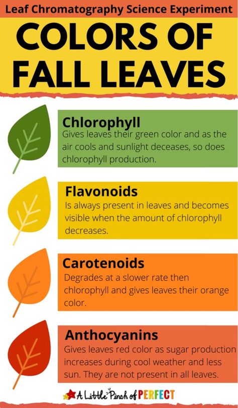 Why Do Leaves Change Color, Chromatography Experiment, Chromatography For Kids, Laboratory Techniques, Experiment Science, Fall Science, Science Experiment For Kids, Summer Leaves, Experiment For Kids