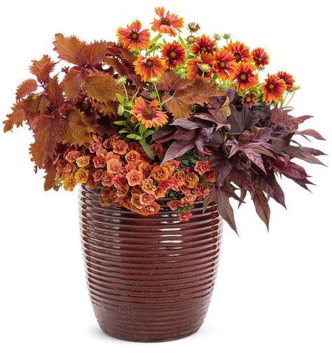 8 Monochrome Orange Combination Planter Ideas | Proven Winners Proven Winners Containers, Fall Container Plants, Proven Winners Plants, Fall Container Gardens, Fall Containers, Container Garden Design, Container Ideas, Backyard Flowers, Container Gardening Flowers