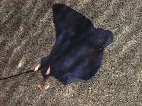 Types of Rays: Bat Ray Bat Ray, Types Of Rays, Spotted Eagle Ray, Eagle Ray, Weird And Wonderful, Pacific Ocean, Marine Life, Sea Creatures, Beautiful Creatures