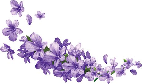 Lilacs Flowers Aesthetic, Lavender Png, Lilac Tattoo, Lilac Painting, Flower Background Design, Light Purple Flowers, Lavender Plant, Lilac Flowers, Violet Flower