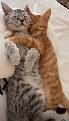 Cute Kittens Cuddling, Cuddle With Cat, Cat Hugging Puppy, 2 Cats Together, Cats Sleeping Together, Romantic Cats, Two Cats In Love, Two Cute Cats, Animals In Love