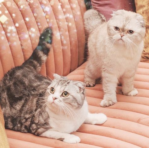 Taylor Swift Cats, Taylor Swift Cat, Benjamin Button, American Queen, Taylor Swift New, Lover Era, Idris Elba, All About Taylor Swift, Olivia Benson