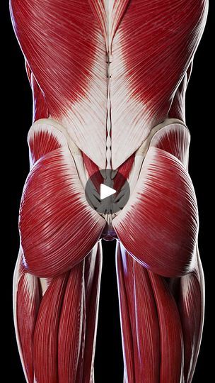 15K views · 227 reactions | 🏋️‍♂️ Understanding the Buttocks: More Than Meets the Eye 🏋️‍♂️ 

The buttocks are essential for more than just aesthetic appeal—they're key to your body's mobility and balance. 

Join SciePro as we break down the complex muscle structure of the buttocks and offer tips on how to strengthen these vital muscles for better health and performance. 

Share your favorite glute exercises in the comments! 

#MuscleHealth #WorkoutTips #SciePro
#science #med #meded #3d #animation #pt #physio #physiotherapy #workout #muscle #anatomy #medstudent #vray #animation | SciePro | SciePro · Original audio Just Aesthetic, Gluteus Maximus, Muscle Structure, Glute Exercises, Workout Muscle, Muscle Anatomy, More Than Meets The Eye, Med Student, Better Health