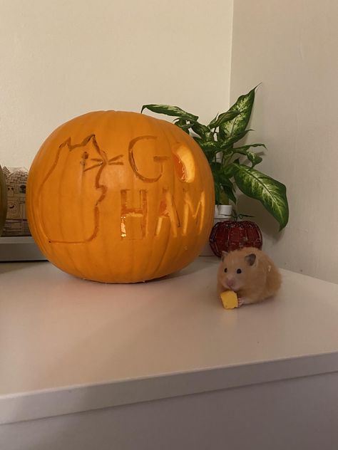 Hamster Pumpkin Carving, Hamster Pumpkin, Halloween Hamster, Hamster Cage, Pumpkin Ideas, Hams, Rodents, Cute Little Animals, Pumpkin Carving