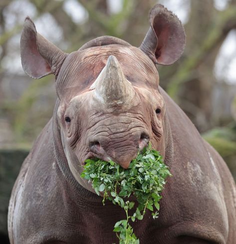 https://flic.kr/p/2kGGASL | black rhino Naima Blijdorp 9K2A8420 Black Rhino, Elephant, Animals, Black