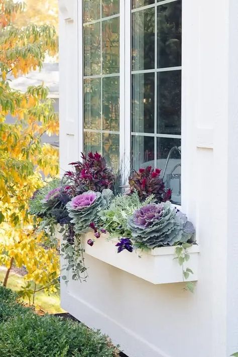 Fall Landscaping Ideas, Fall Flower Boxes, White Window Boxes, Lilypad Cottage, Fall Window Boxes, Fall Landscaping, Fall Windows, Window Box Flowers, White Window