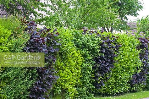 Mixed hedge Mixed Hedge Border, Mixed Hedge, Hedges Landscaping, Star Jasmine, Plant Photography, Front Garden, Hedges, Driveway, Curb Appeal