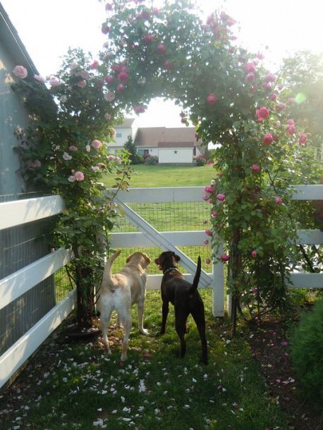 Dogs under the rose arbor. Farm Kitchen Ideas, Modern English Country, Rose Arbor, White Fence, Small Front Yard, Funky Junk Interiors, Farm Fence, English Country Gardens, Dog Fence