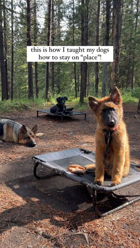 𝐊𝐚𝐭𝐢𝐞 𝐌𝐢𝐜𝐡𝐚𝐢𝐥𝐮𝐜𝐤 on Reels | Kenya Grace · Strangers Kenya Grace, Leash Training Puppy, Berger Malinois, Donut Ideas, Psychiatric Service Dog, Puppy Leash, Service Dog Training, Positive Dog Training, Dog Enrichment