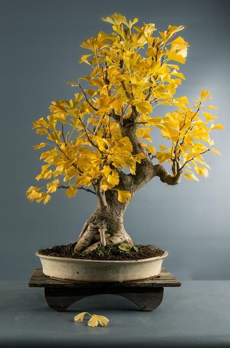 Ginkgo bonsai. Collection of Holger Müller. Buy Bonsai Tree, Maidenhair Tree, Bonsai Forest, Bonsai Tree Types, Bonsai Tree Care, Japanese Bonsai, Indoor Bonsai, Bonsai Art, Miniature Trees