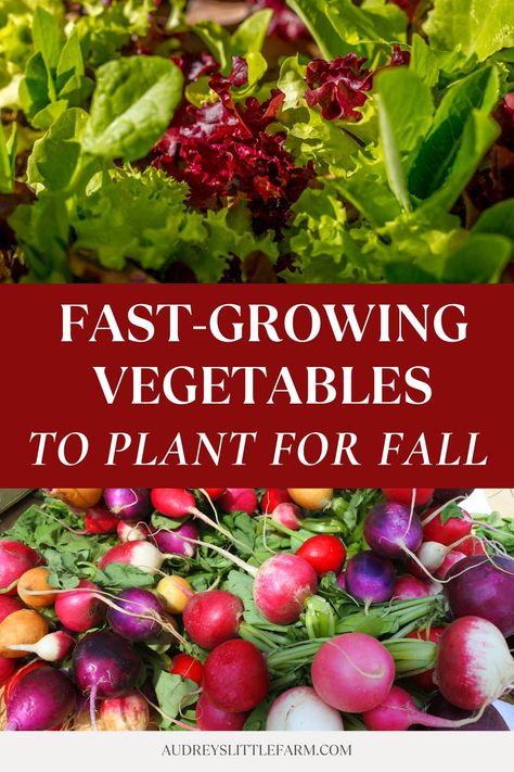 Here is a list of fall vegetables every gardener should plant in their garden for a quick harvest! Plant them in early fall and you'll get your first harvest before winter. Fall Planting Vegetables, Zone 6 Fall Vegetable Garden, Fall Seasonal Fruits And Vegetables, Fall Season Fruits And Vegetables, When To Plant Fall Vegetables Zone 7, Zone 9 Gardening, Preparing Garden In Fall, Fall Vegetable Garden, Fall Vegetables To Plant