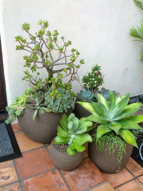 Potted Suculants by SoCal Landscaping Succulent Entryway Front Porches, Landscaping With Potted Plants, Pot Design Ideas, Pot Landscaping, Plants For Shaded Areas, Pot Decoration Ideas, Landscaping Pool, Succulent Landscape Design, Ideas For Garden