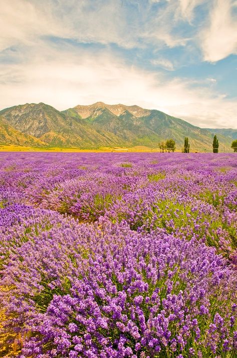 Lavender Fields at Young Living Farms (Mona, Utah) by Tom Kelly Young Living Lavender, Lavender Field, Lavender Farm, Lavender Plant, Pollinator Garden, Lavender Fields, English Garden, Young Living, Country Life